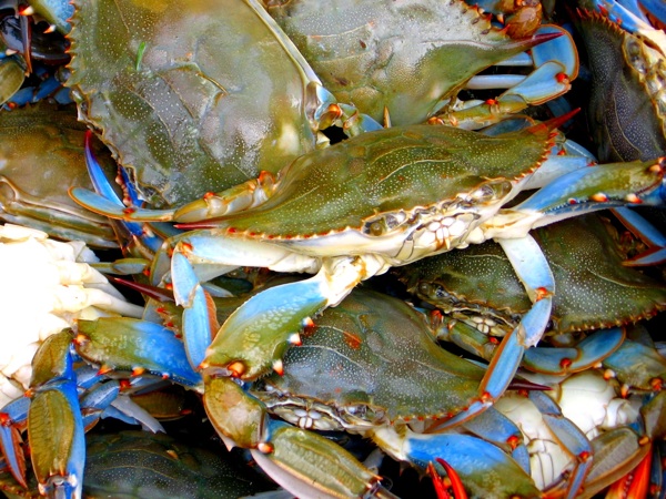 blue_crabs