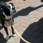 Fall Festival in Downtown Annapolis; Pet-friendly
