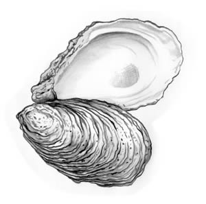 Oyster
