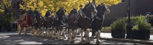 Budweiser Clydsdales Military Bowl Annapolis MD