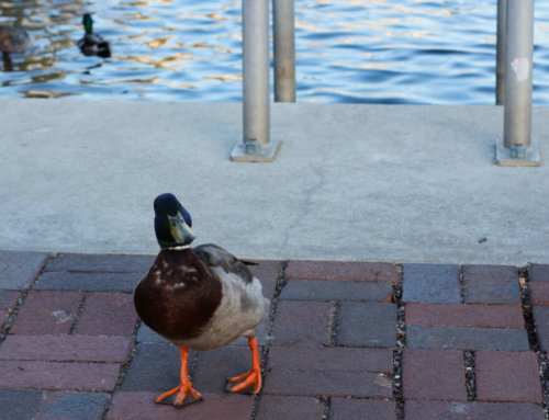 Signs of the Season in Downtown Annapolis